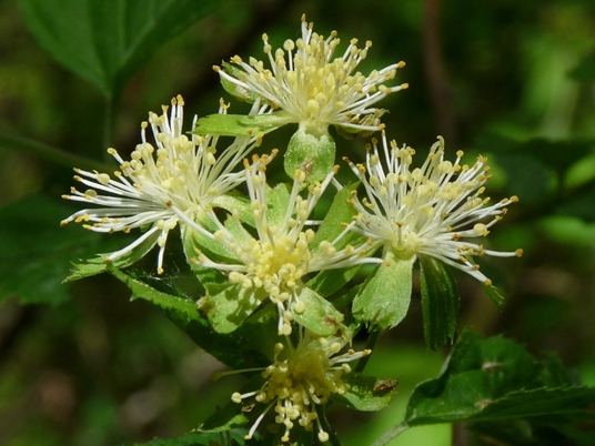 {Neviusia alabamensis}